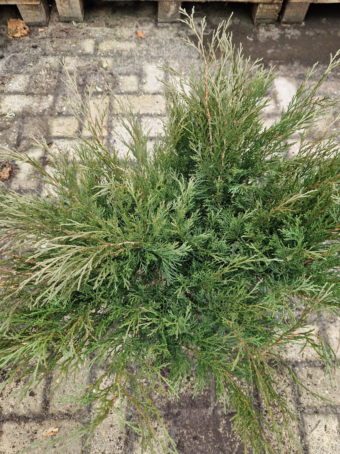 Juniperus sabina Tamariscifolia Jeneverbes XXL 30-40cm