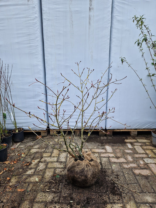 Euonymus Planipes Kardinaalsmuts Rood oranje 60-80cm