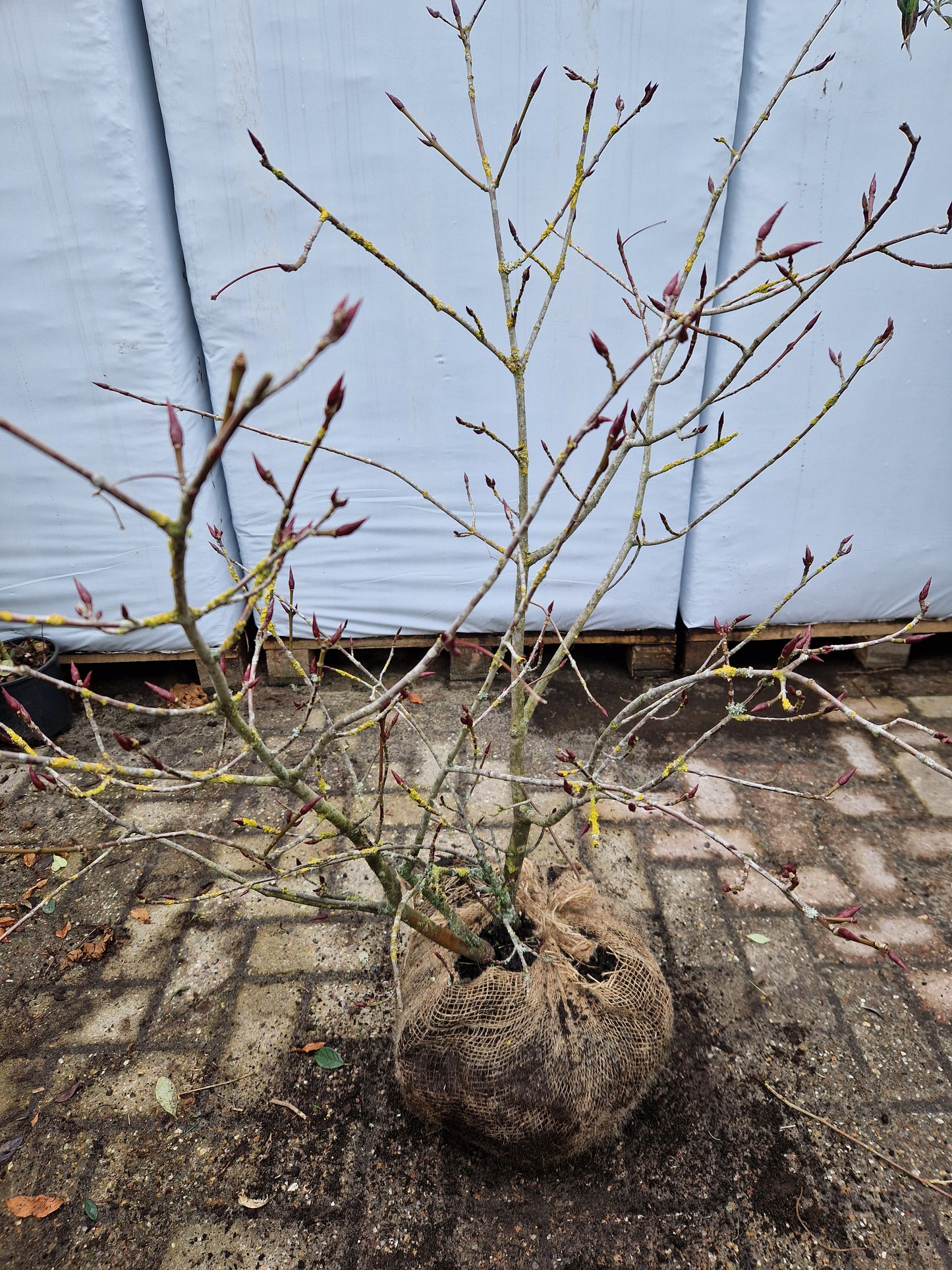 Euonymus Planipes Kardinaalsmuts Rood oranje 60-80cm