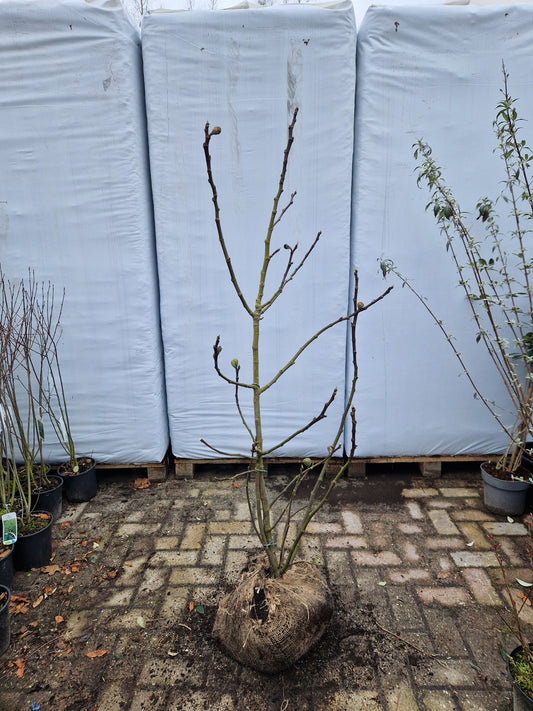 Ficus carica Brown Turkey vijgenboom 150cm