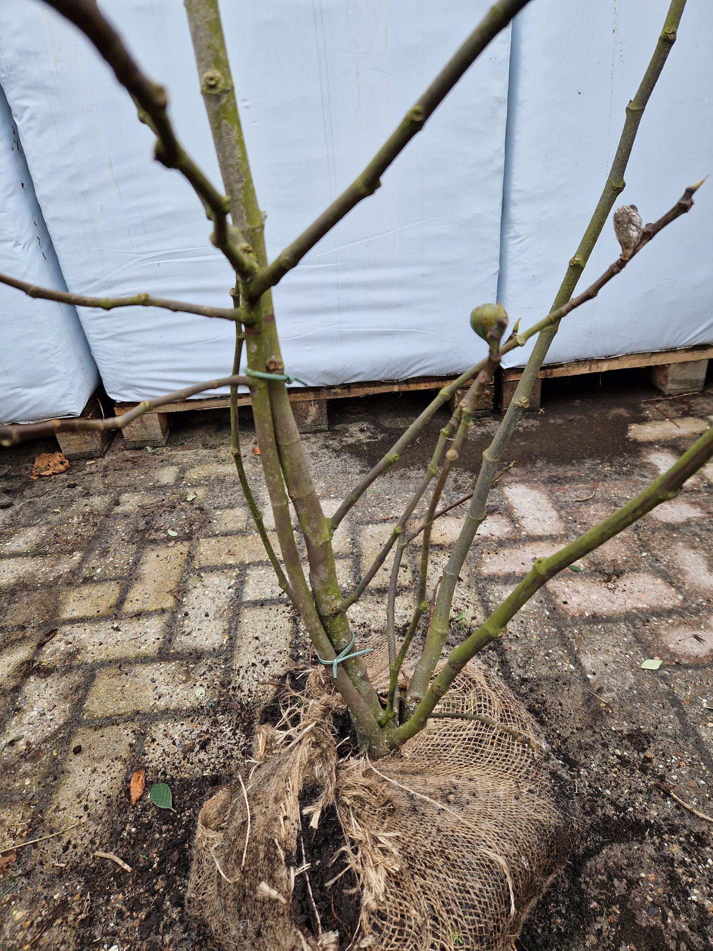 Ficus carica Brown Turkey vijgenboom 150cm