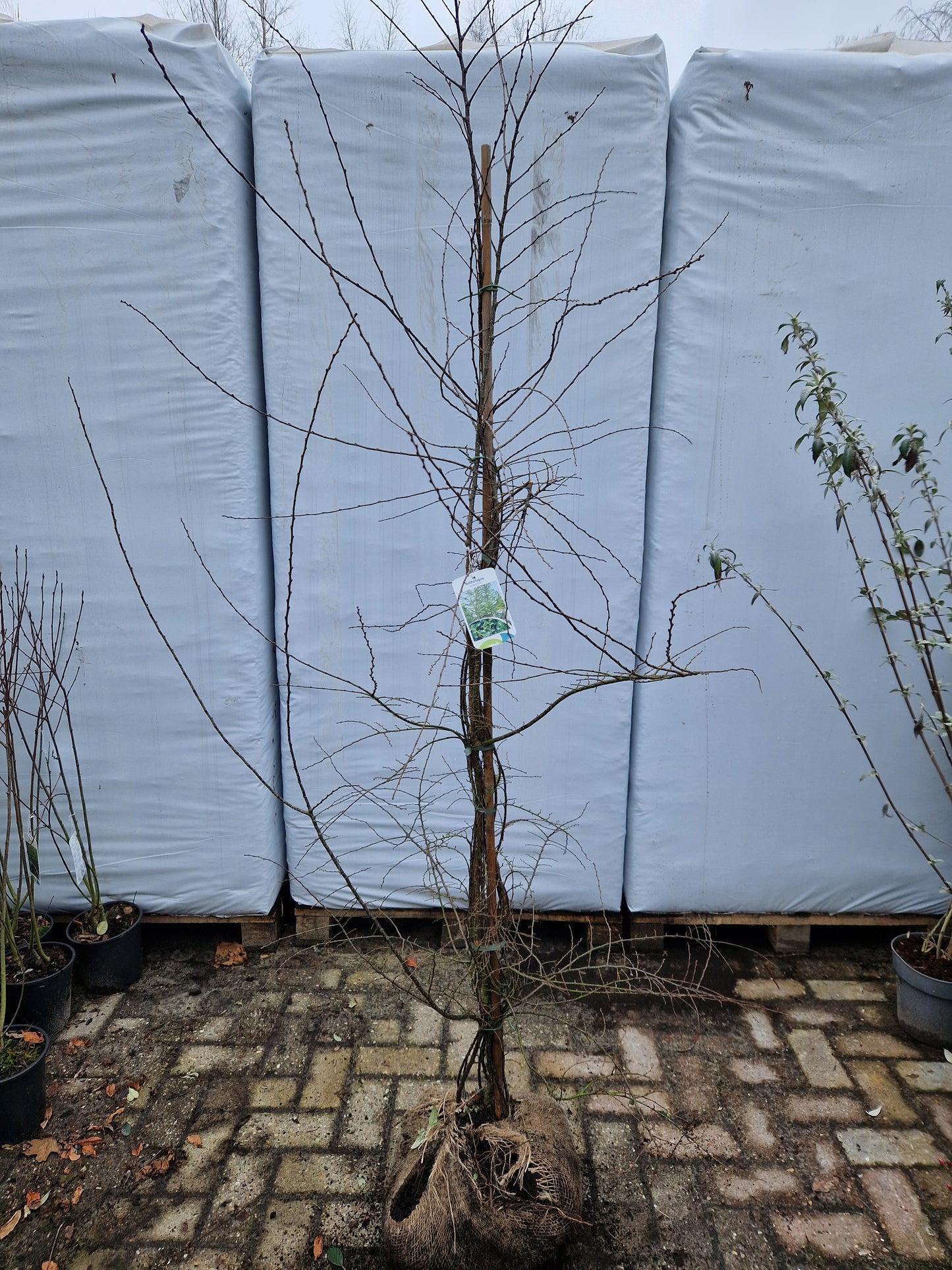 Nothofagus Antartica Schijnbeuk
