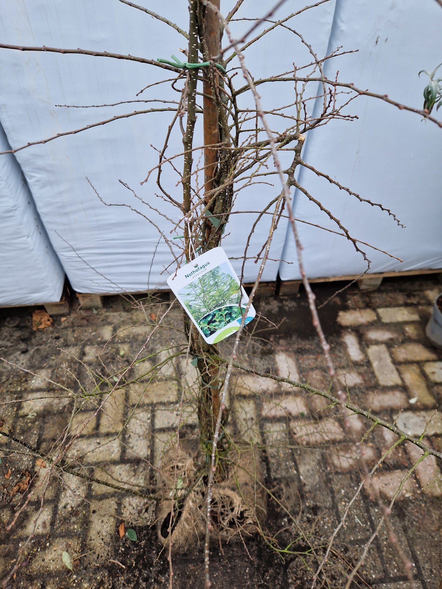Nothofagus Antartica Schijnbeuk