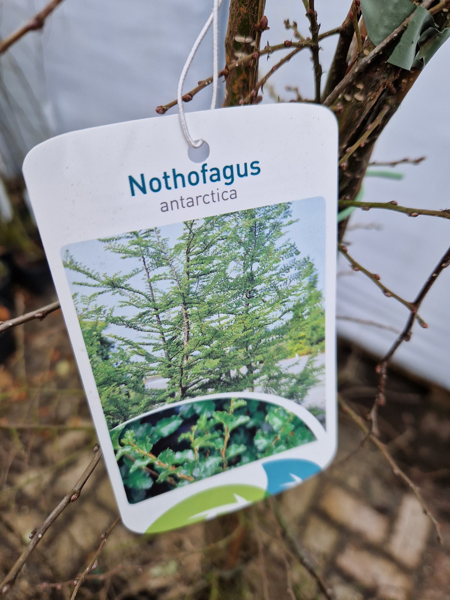 Nothofagus Antartica Schijnbeuk