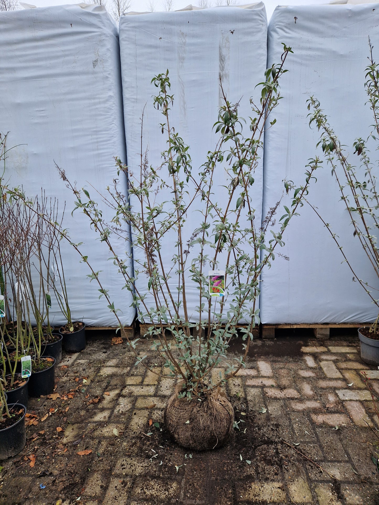 Buddleja Pink Delight XXL vlinderstruik