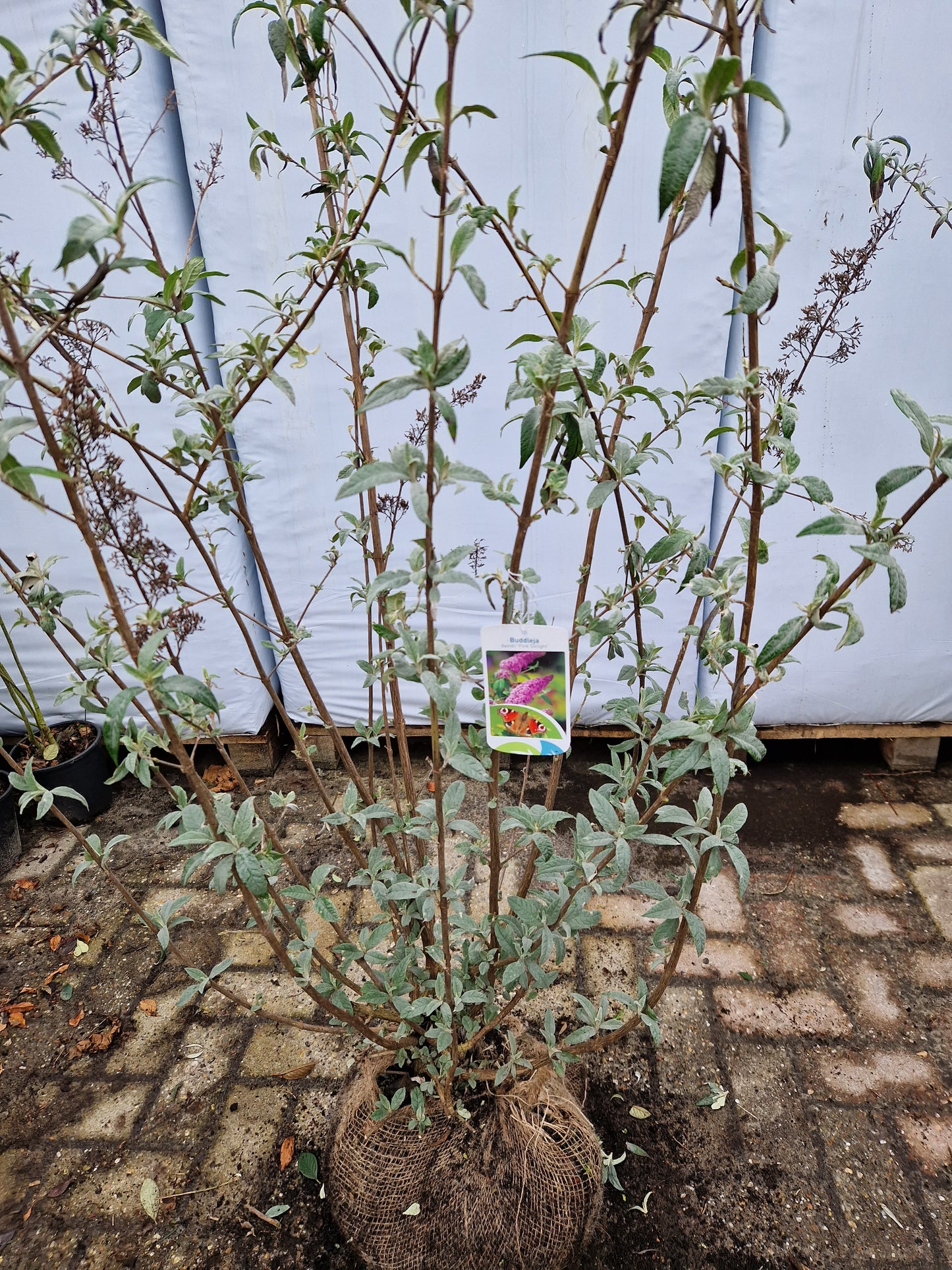 Buddleja Pink Delight XXL vlinderstruik
