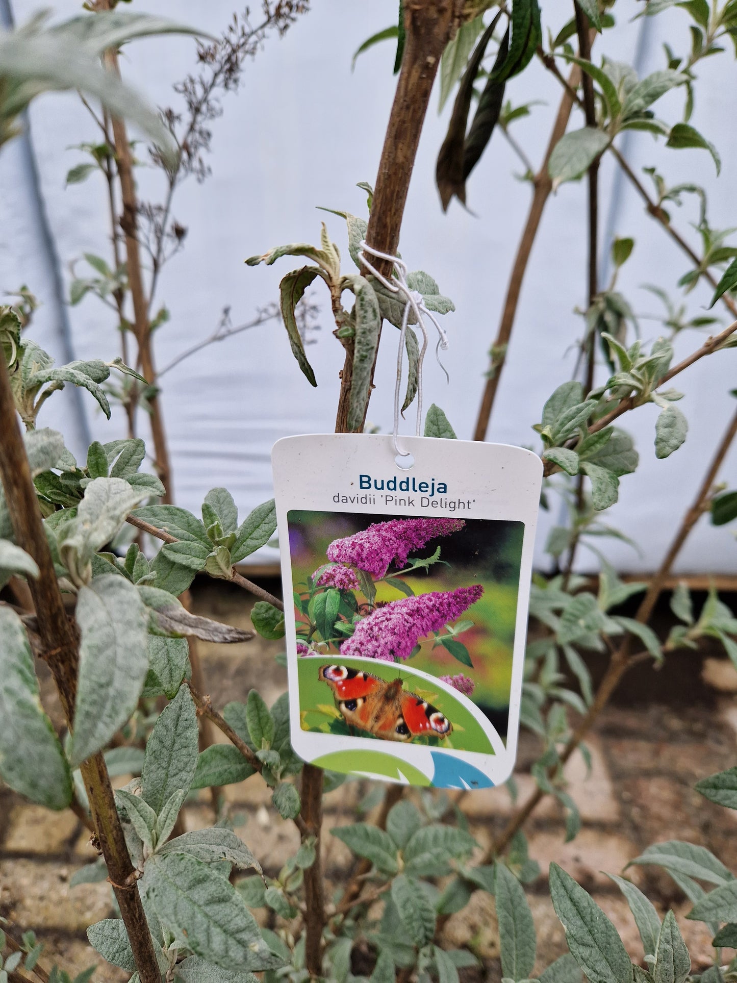 Buddleja Pink Delight XXL vlinderstruik