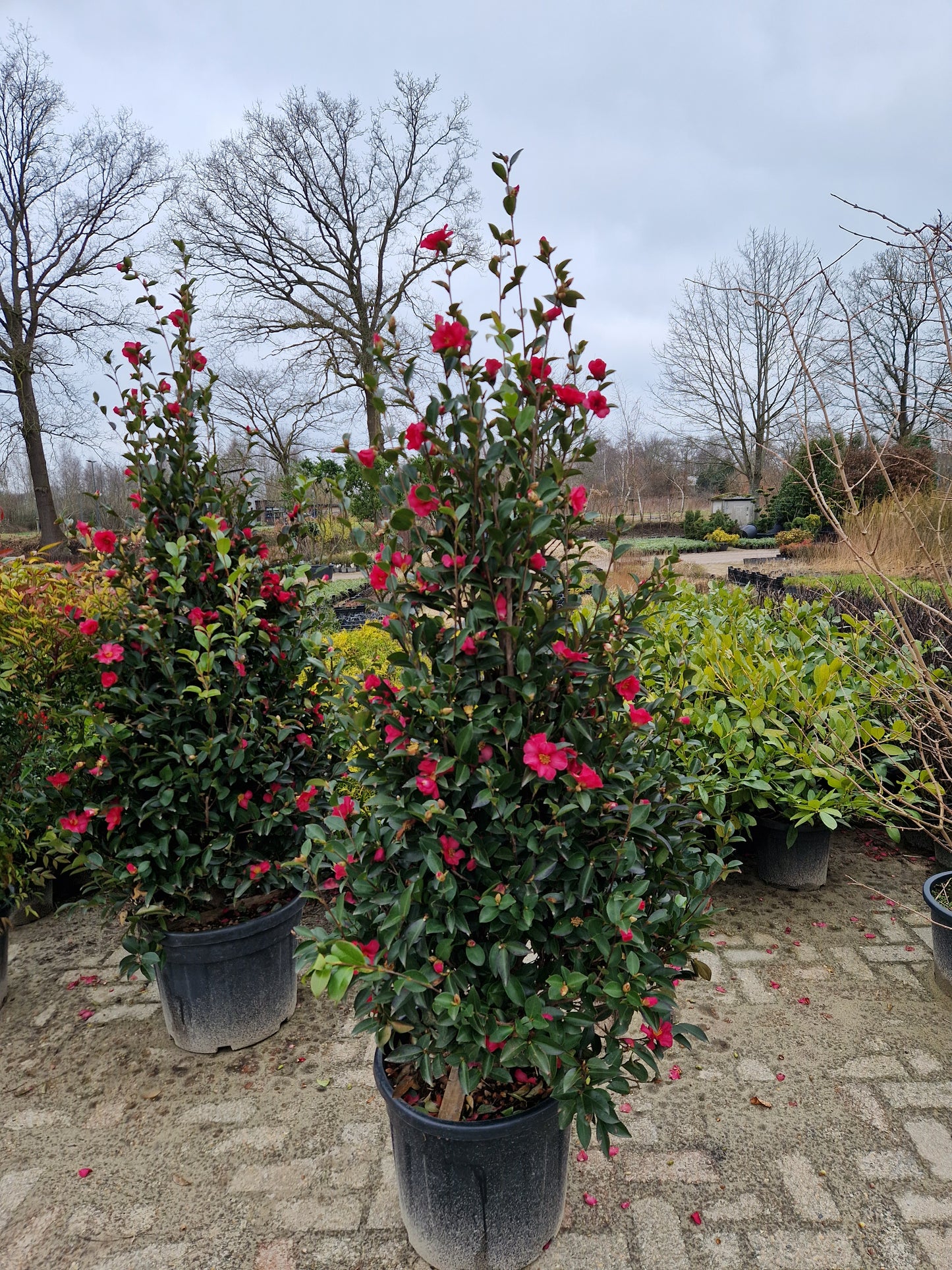 Camellia Sasanqua Kanjiro japanse roos XXL Grote camelia 160cm