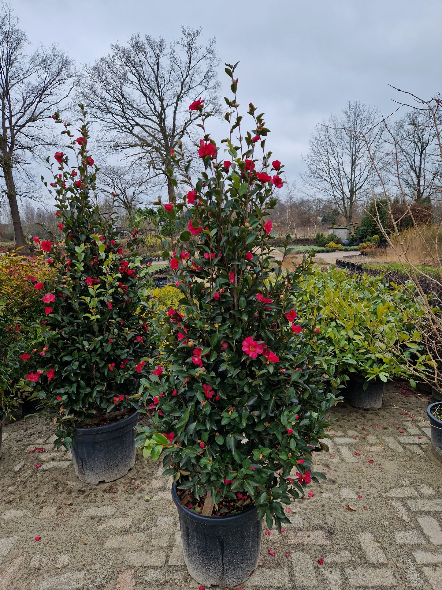 Camellia Sasanqua Kanjiro japanse roos XXL Grote camelia 160cm