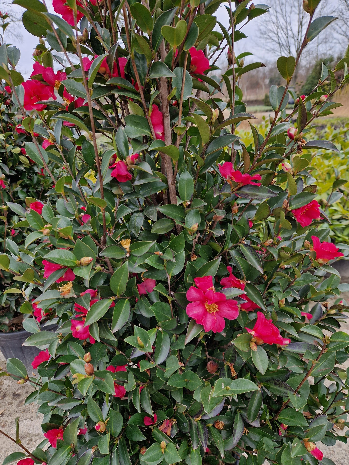 Camellia Sasanqua Kanjiro japanse roos XXL Grote camelia 160cm