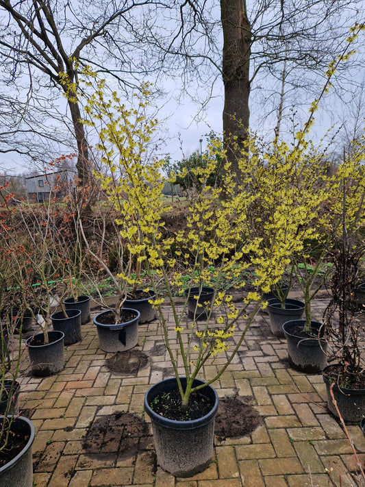 Hamamelis Int. Arnold promise Toverhazelaar 175cm