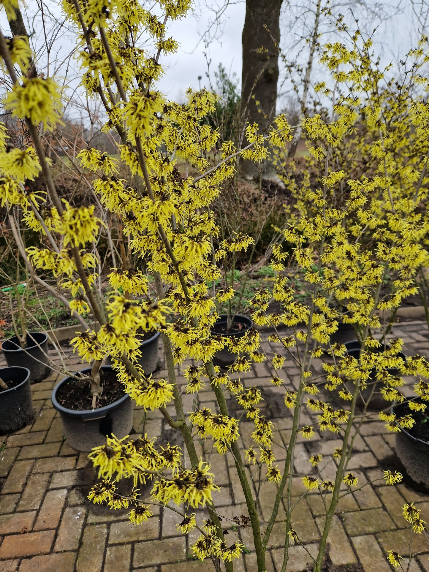 Hamamelis Int. Arnold promise Toverhazelaar 175cm