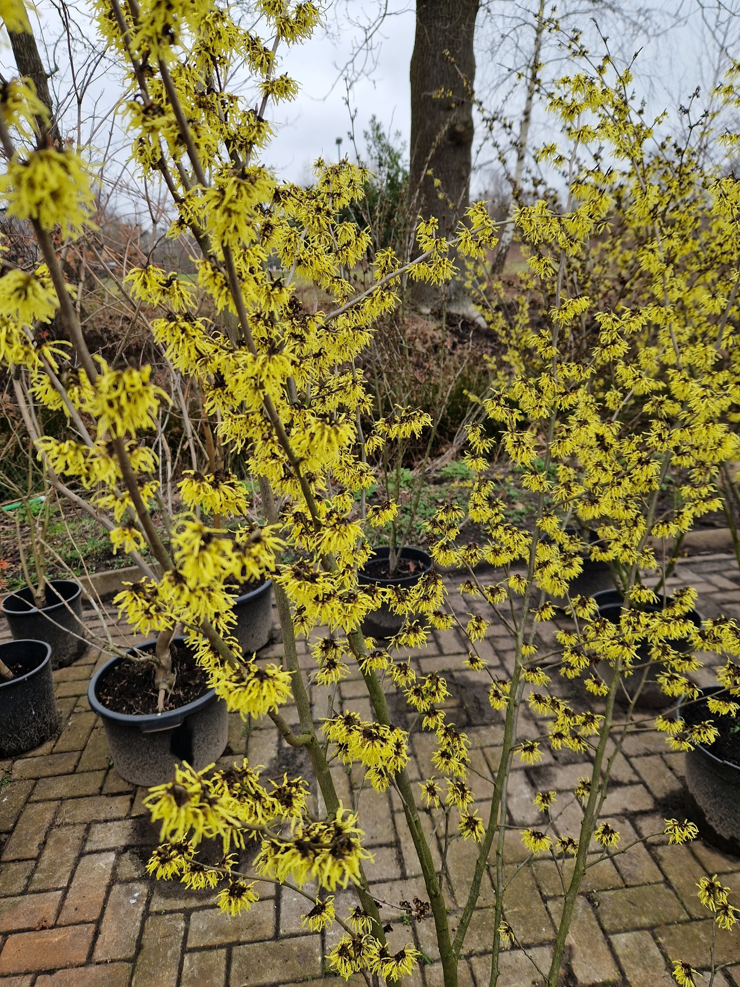 Hamamelis Int. Arnold promise Toverhazelaar 175cm
