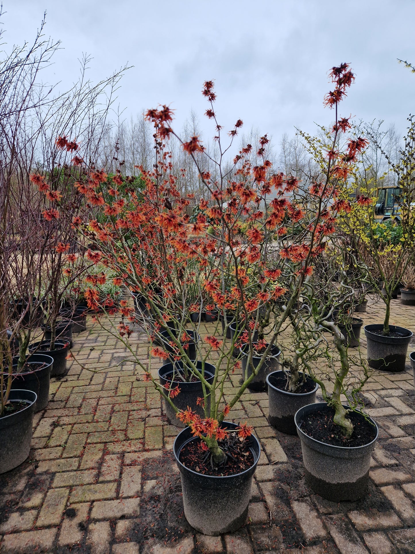 Hamamelis Int. Diane Toverhazelaar 175cm