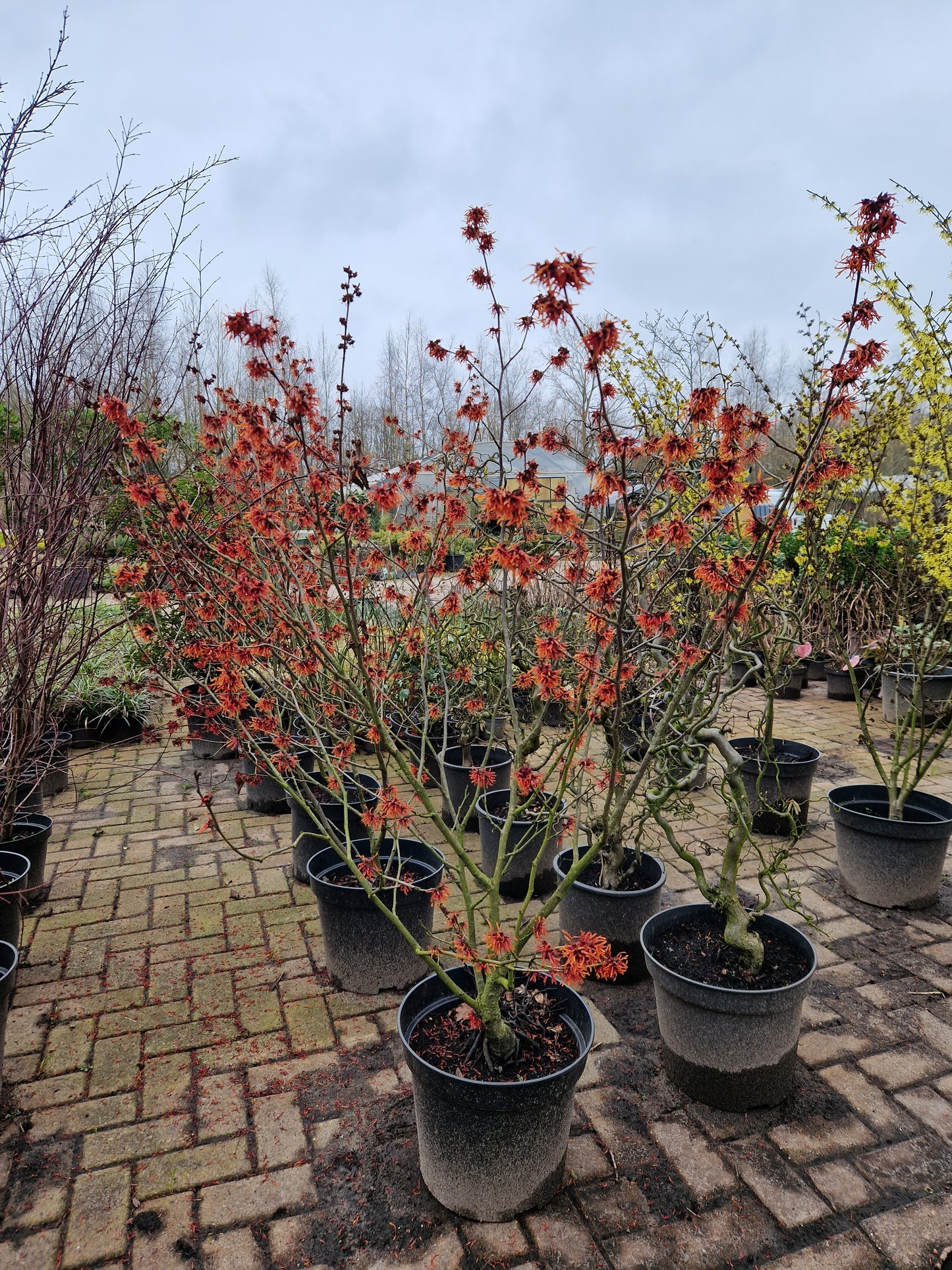 Hamamelis Int. Diane Toverhazelaar 175cm