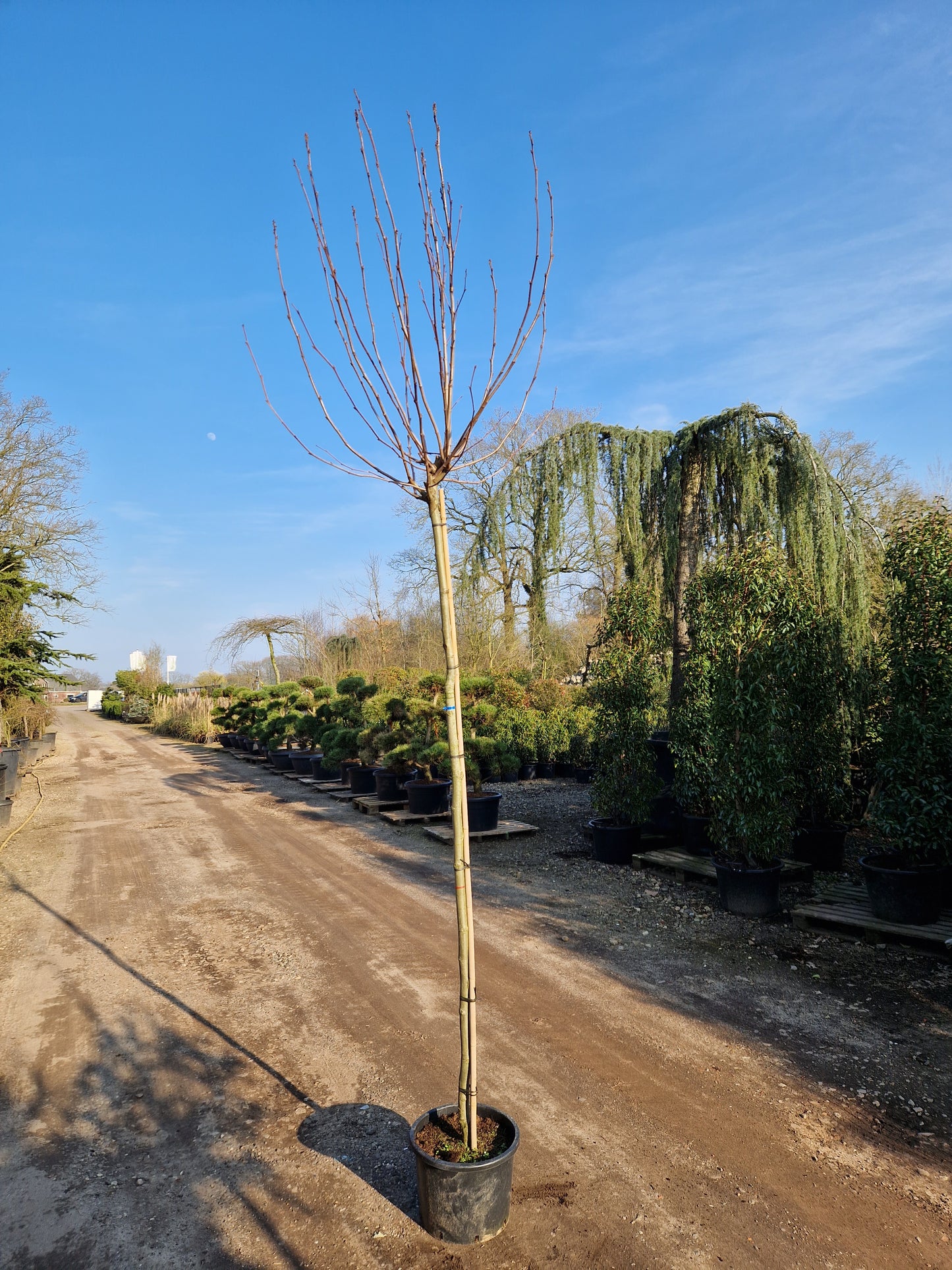 Platanus hispanica Alphen's Globe Bolgroeiende Plataan