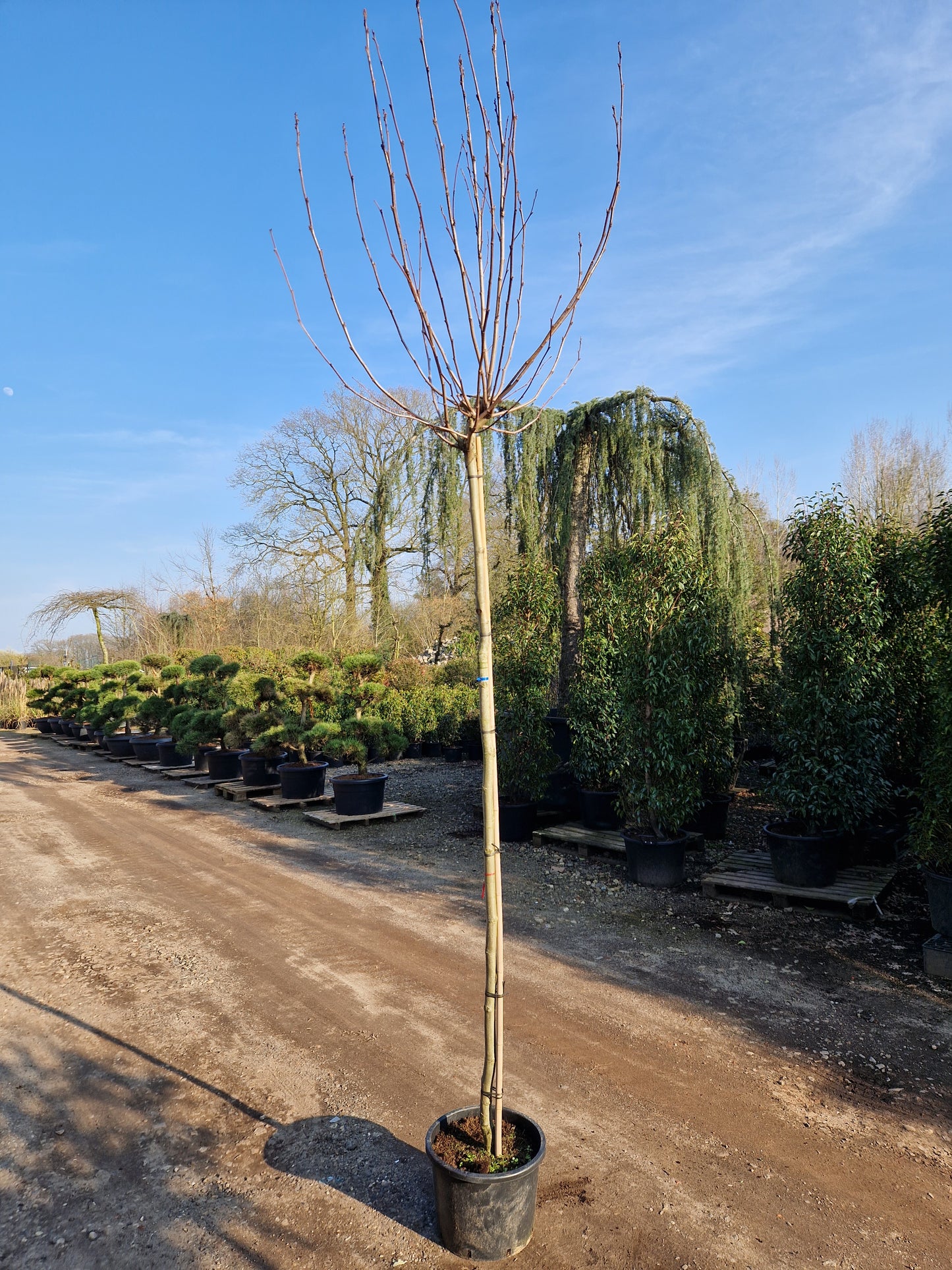 Platanus hispanica Alphen's Globe Bolgroeiende Plataan