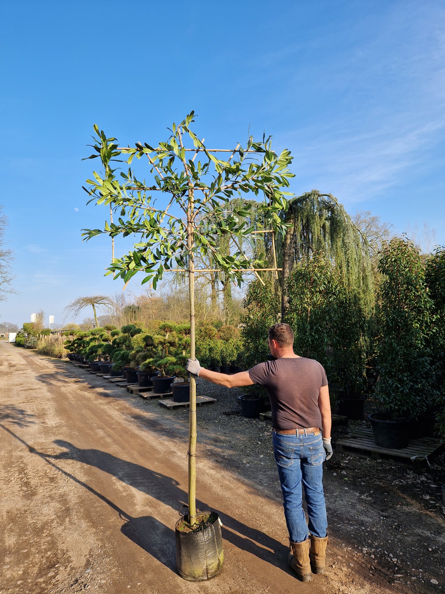 Leiboom laurier Prunus Caucasica Leilaurier 200cm stam rek 120x150