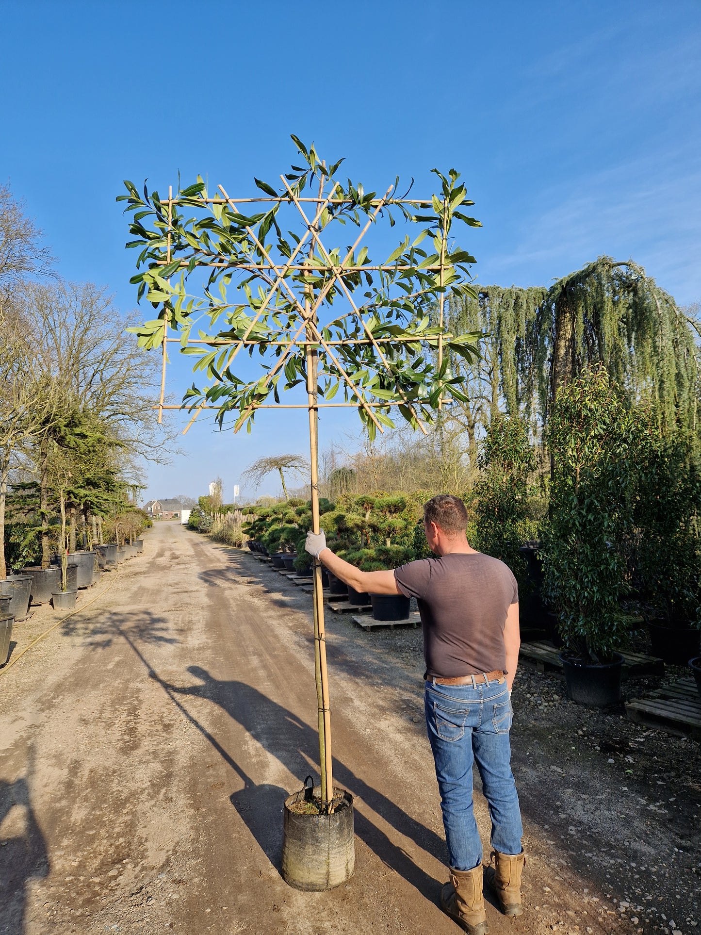 Leiboom laurier Prunus Caucasica Leilaurier 200cm stam rek 120x150