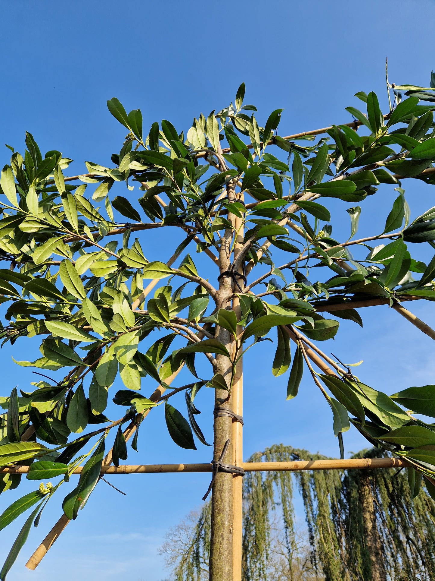 Leiboom laurier Prunus Caucasica Leilaurier 200cm stam rek 120x150