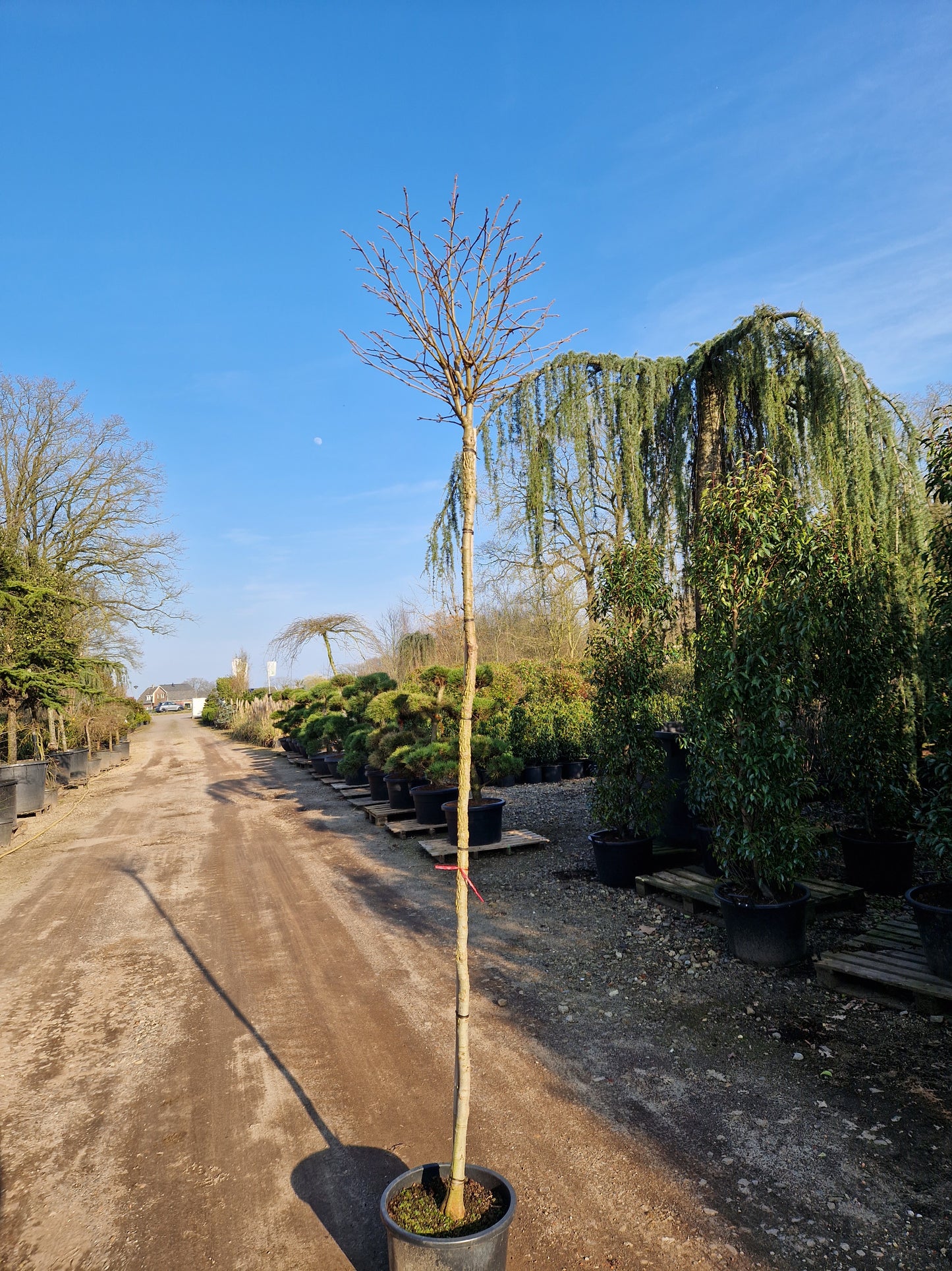 Liquidambar st. Gum Ball Bolamberboom