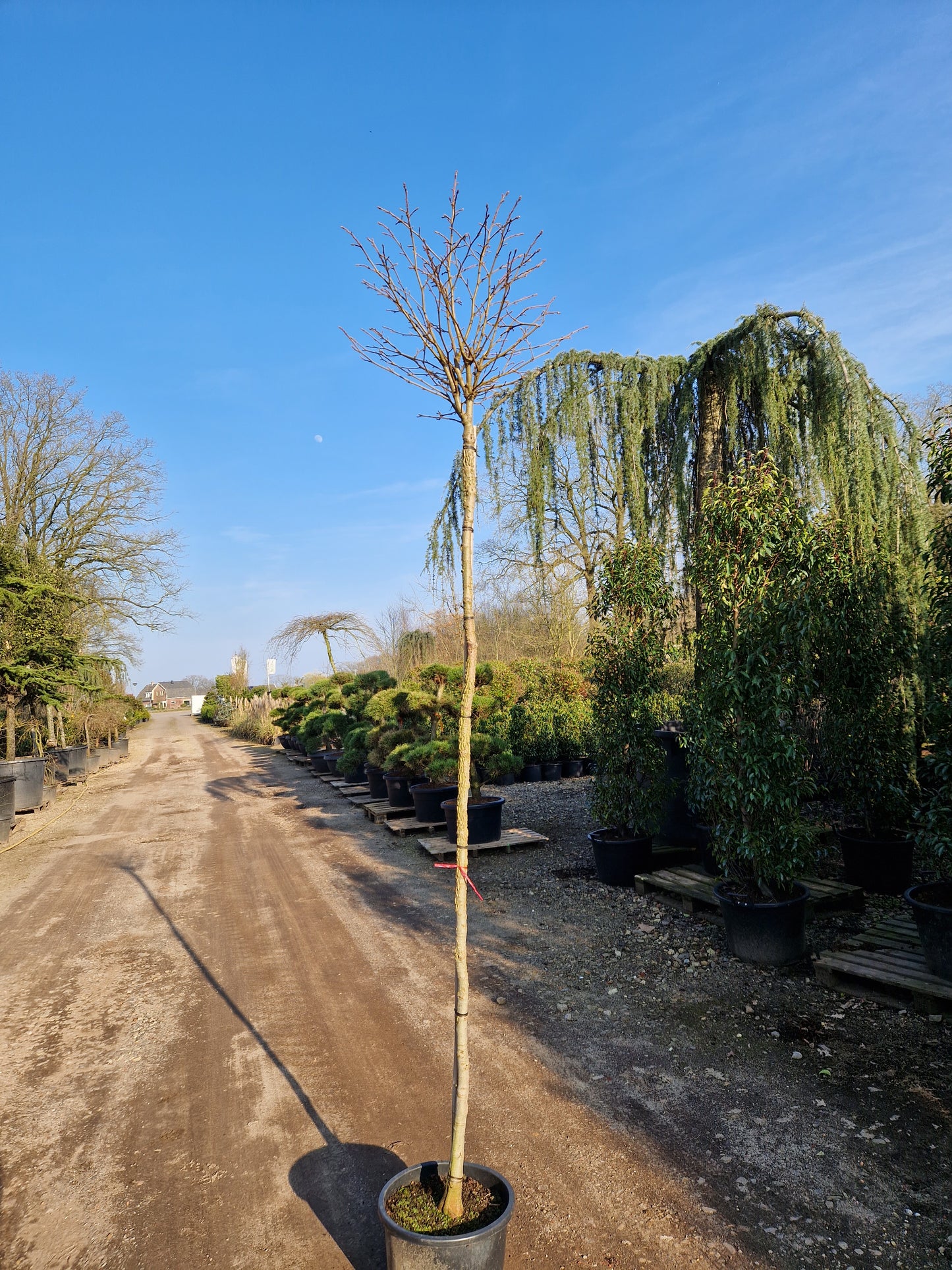 Liquidambar st. Gum Ball Bolamberboom