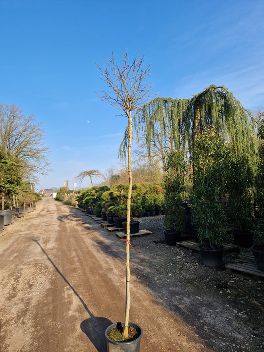Liquidambar st. Gum Ball Bolamberboom