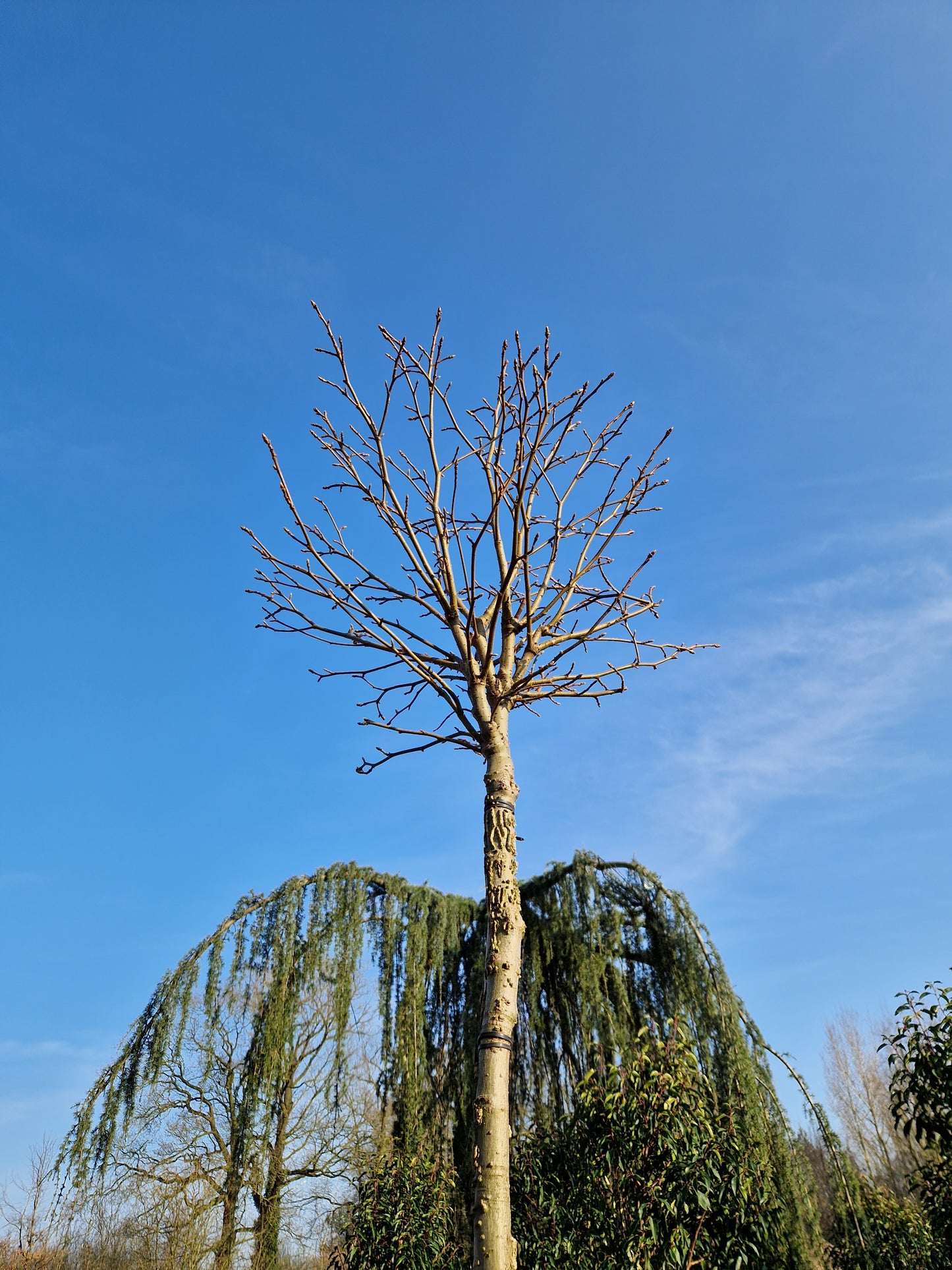 Liquidambar st. Gum Ball Bolamberboom