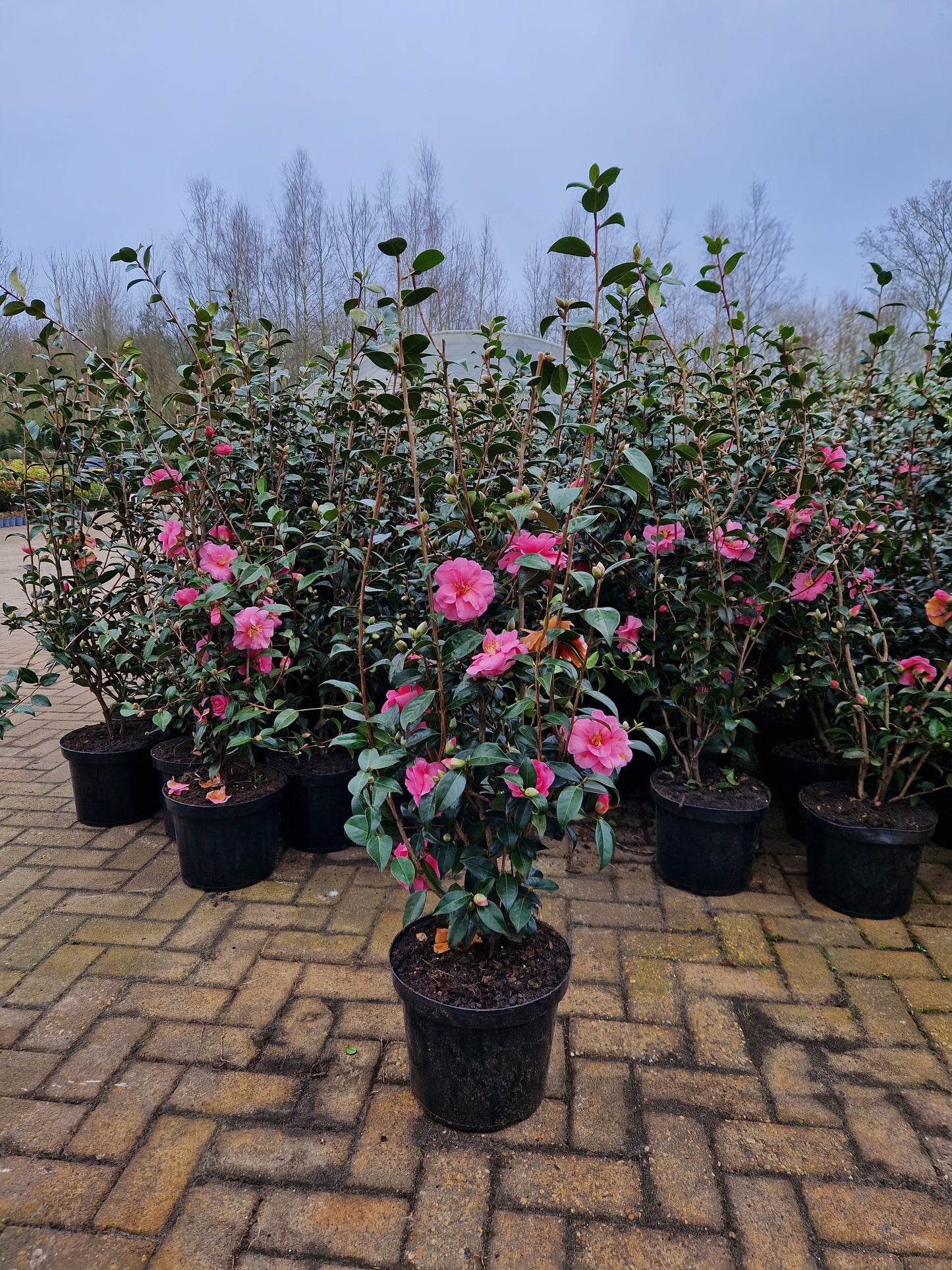 Camellia × williamsii 'Celebration' Roze (Uniek in nederland)