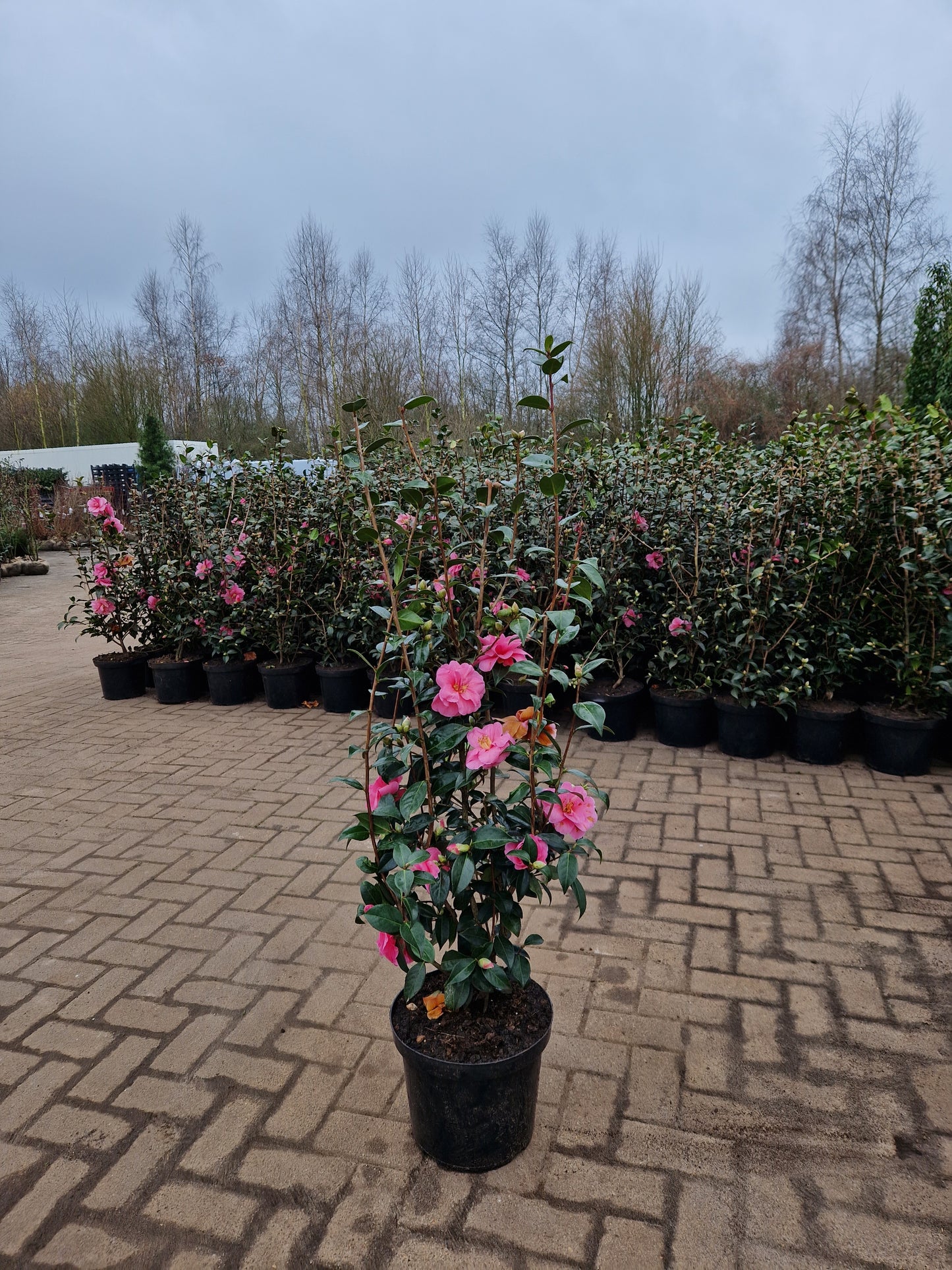 Camellia × williamsii 'Celebration' Roze (Uniek in nederland)