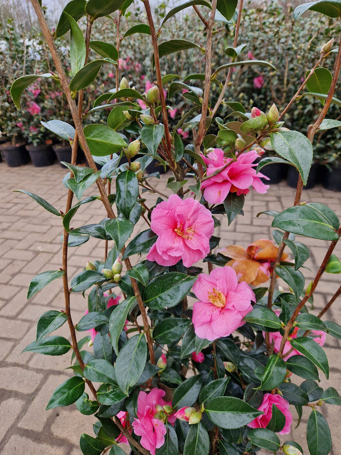 Camellia × williamsii 'Celebration' Roze (Uniek in nederland)