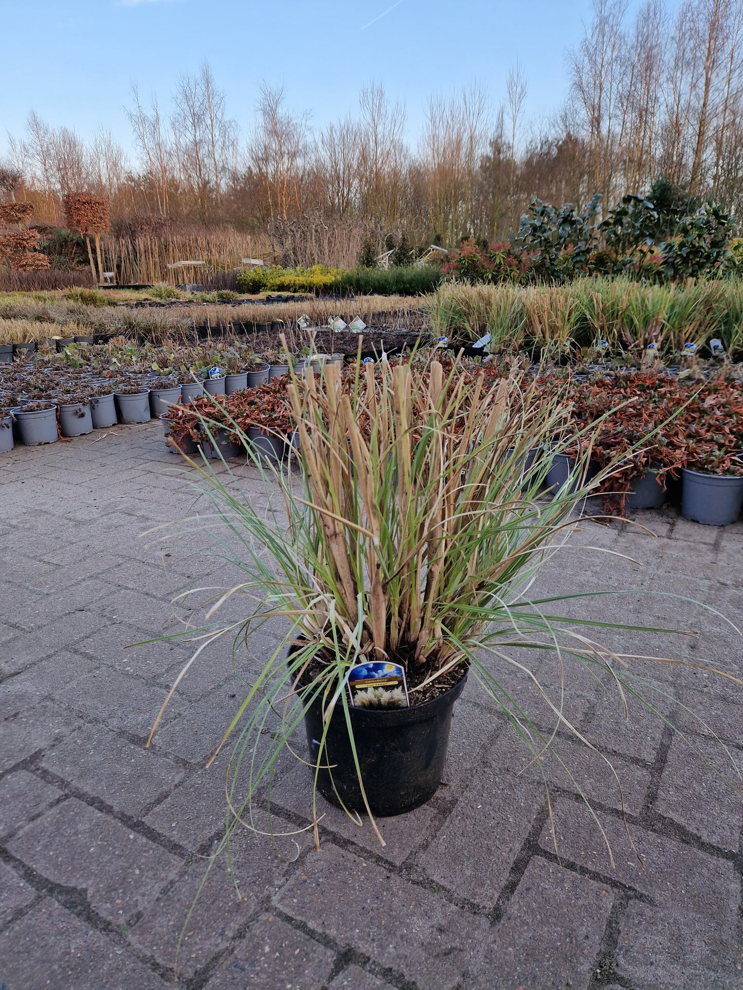Cortaderia Selloana Tiny pampa Klein mini pampasgras