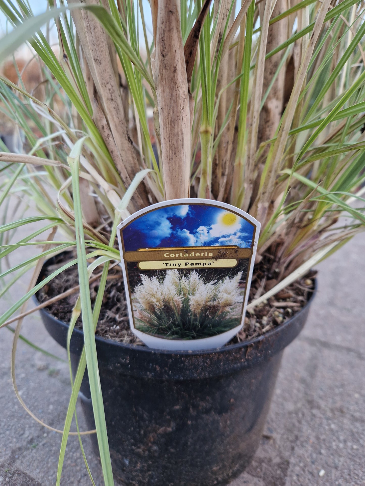 Cortaderia Selloana Tiny pampa Klein mini pampasgras