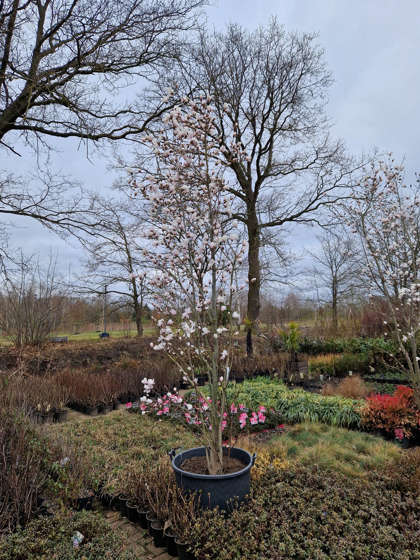 Magnolia loebneri Merrill Beverboom 300-350cm XXL