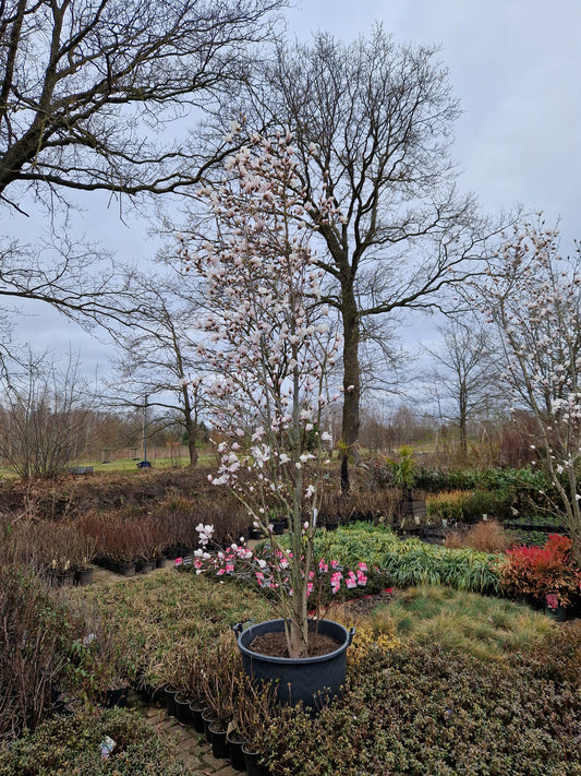 Magnolia loebneri Merrill Beverboom 300-350cm XXL
