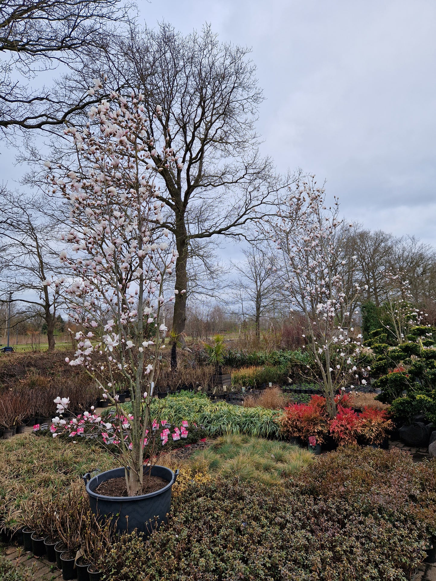 Magnolia loebneri Merrill Beverboom 300-350cm XXL