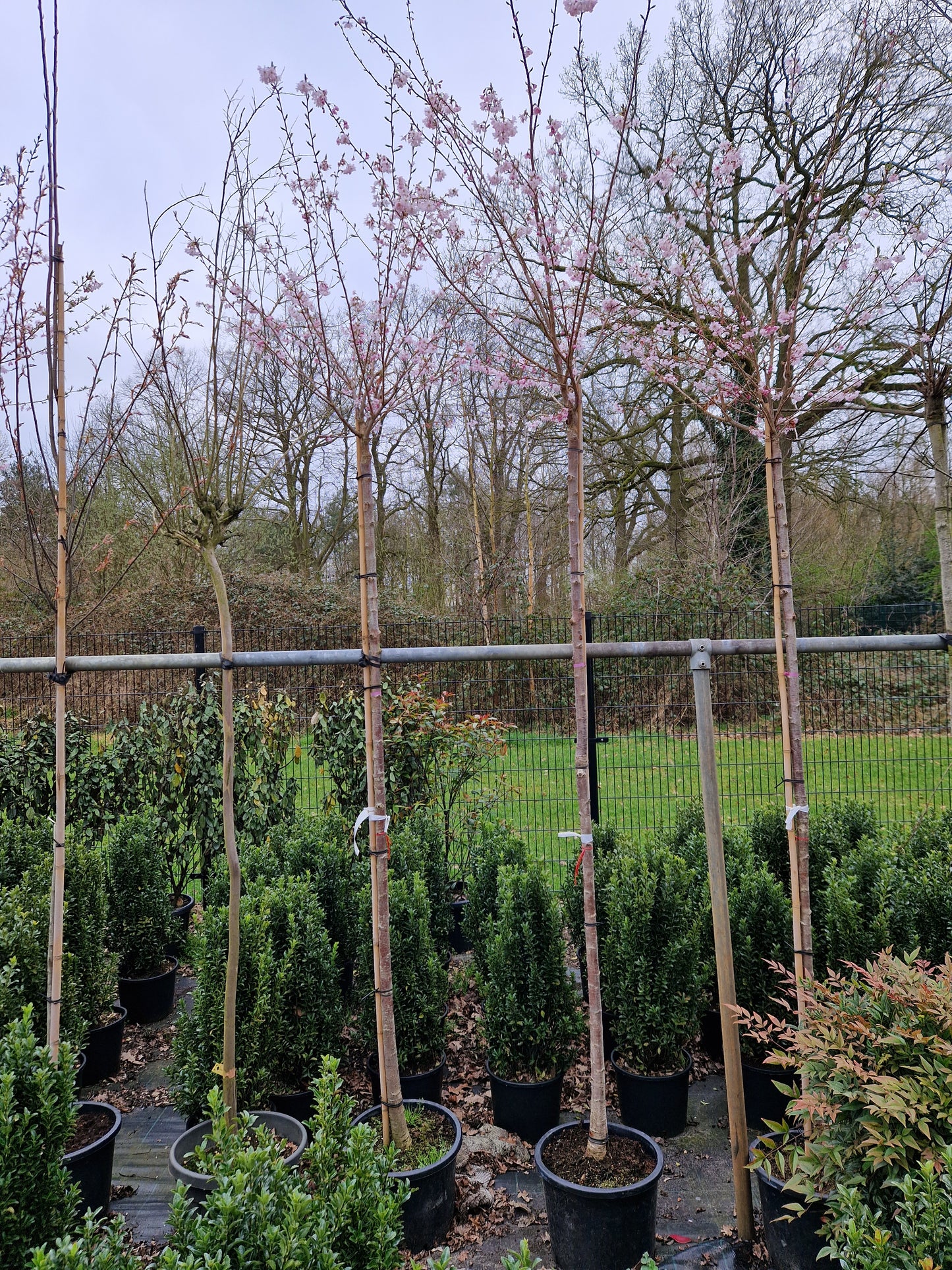 Prunus Subh. Autumnalis Sierkers hoogstam 200cm