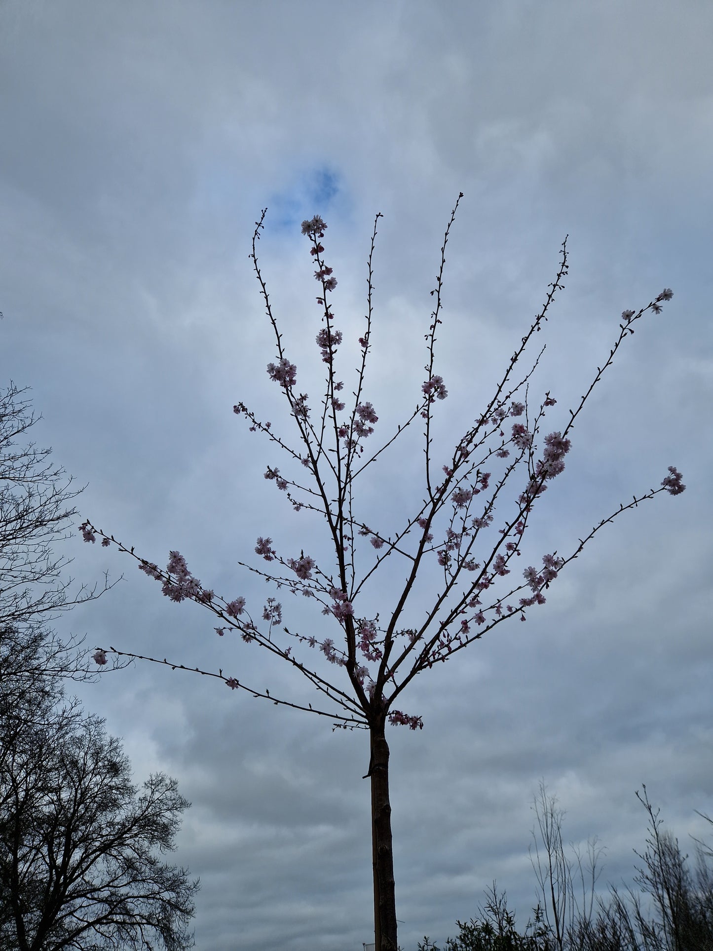 Prunus Subh. Autumnalis Sierkers hoogstam 200cm