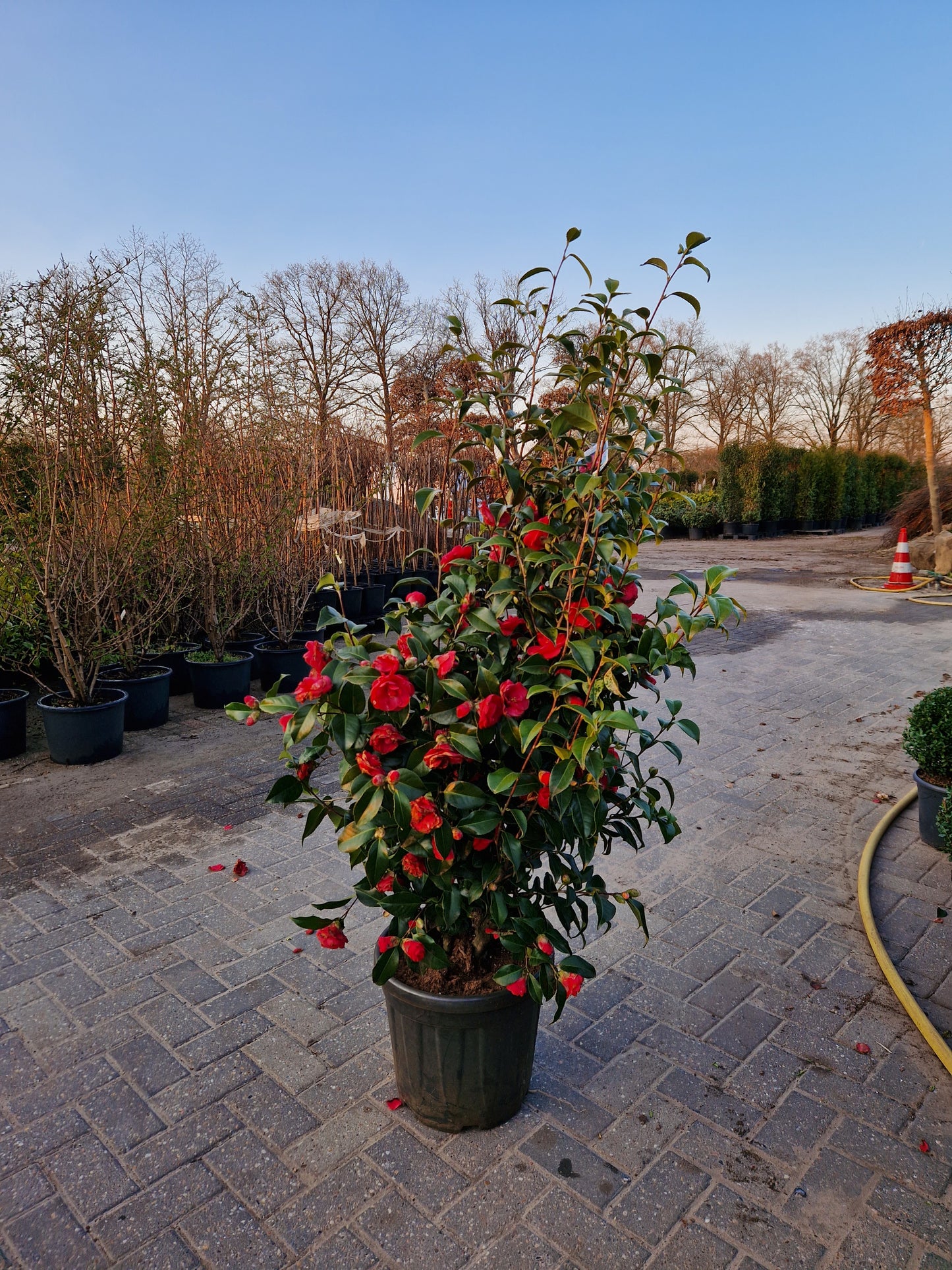 Camellia japonica Principessa Baciocchi 100-120cm XXL