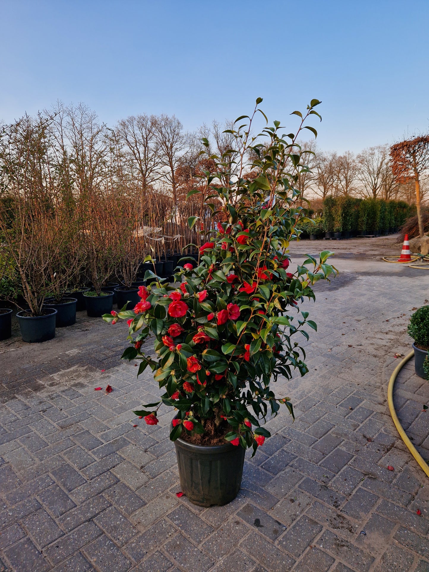 Camellia japonica Principessa Baciocchi 100-120cm XXL