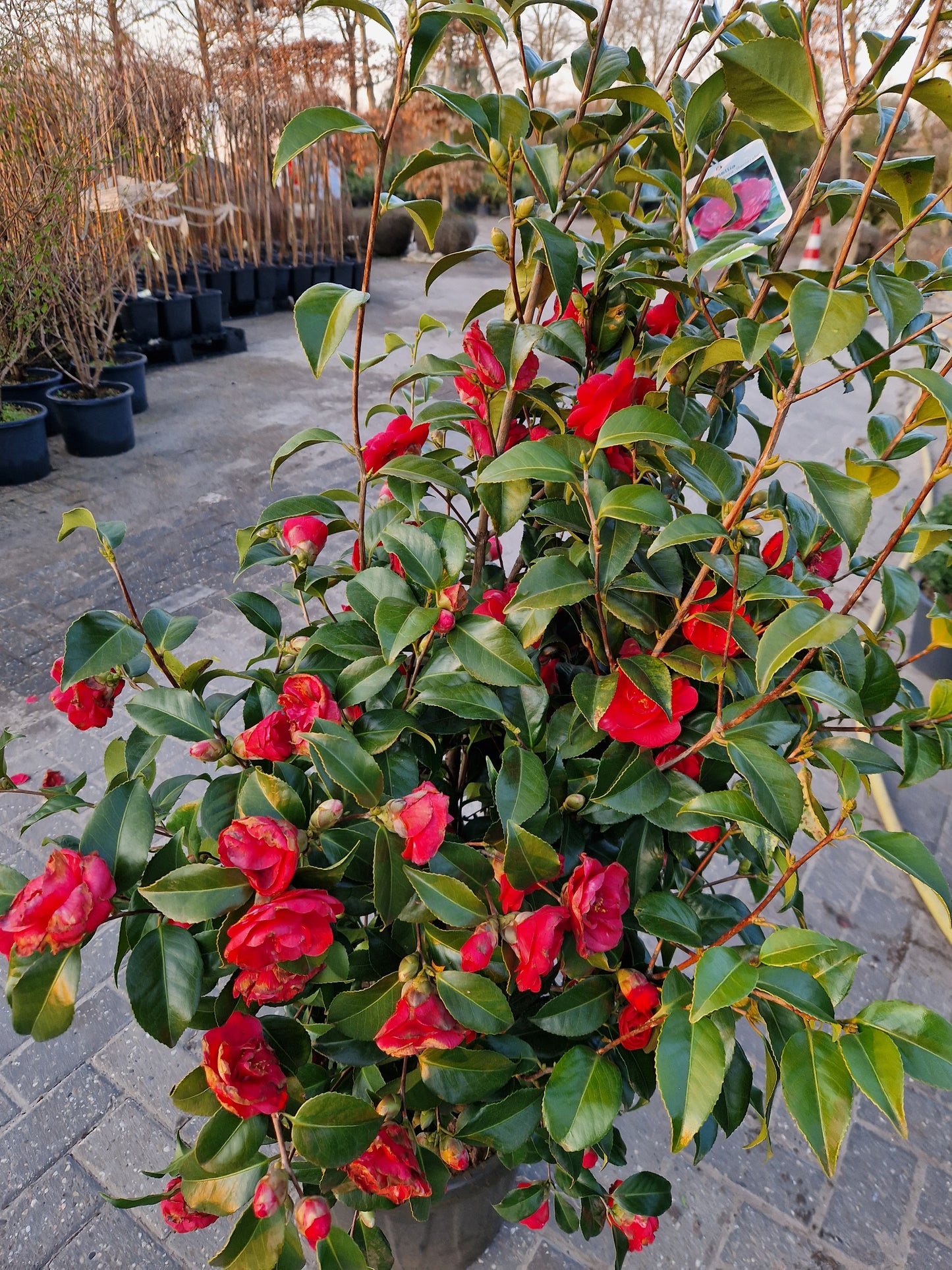 Camellia japonica Principessa Baciocchi 100-120cm XXL