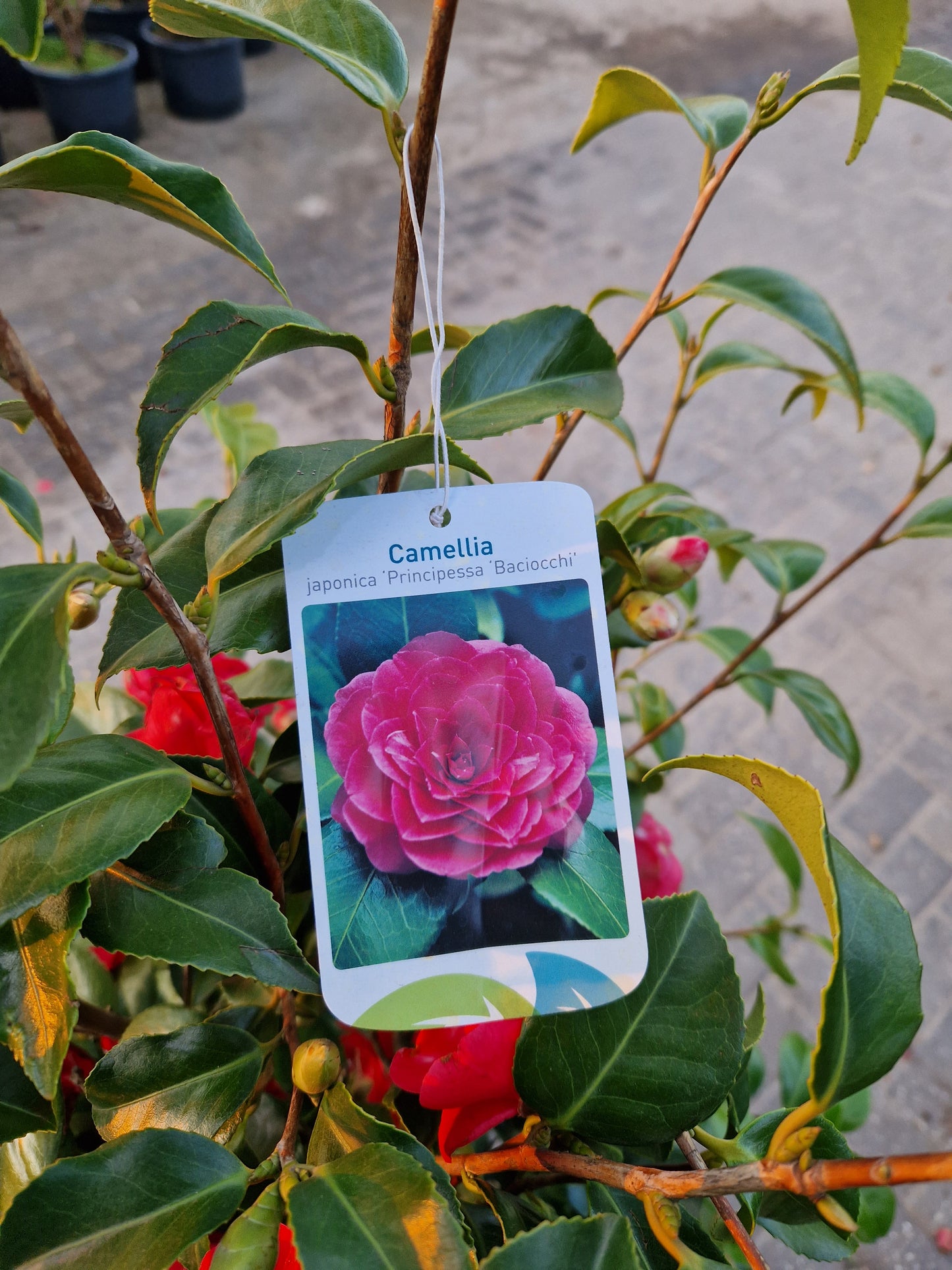 Camellia japonica Principessa Baciocchi 100-120cm XXL