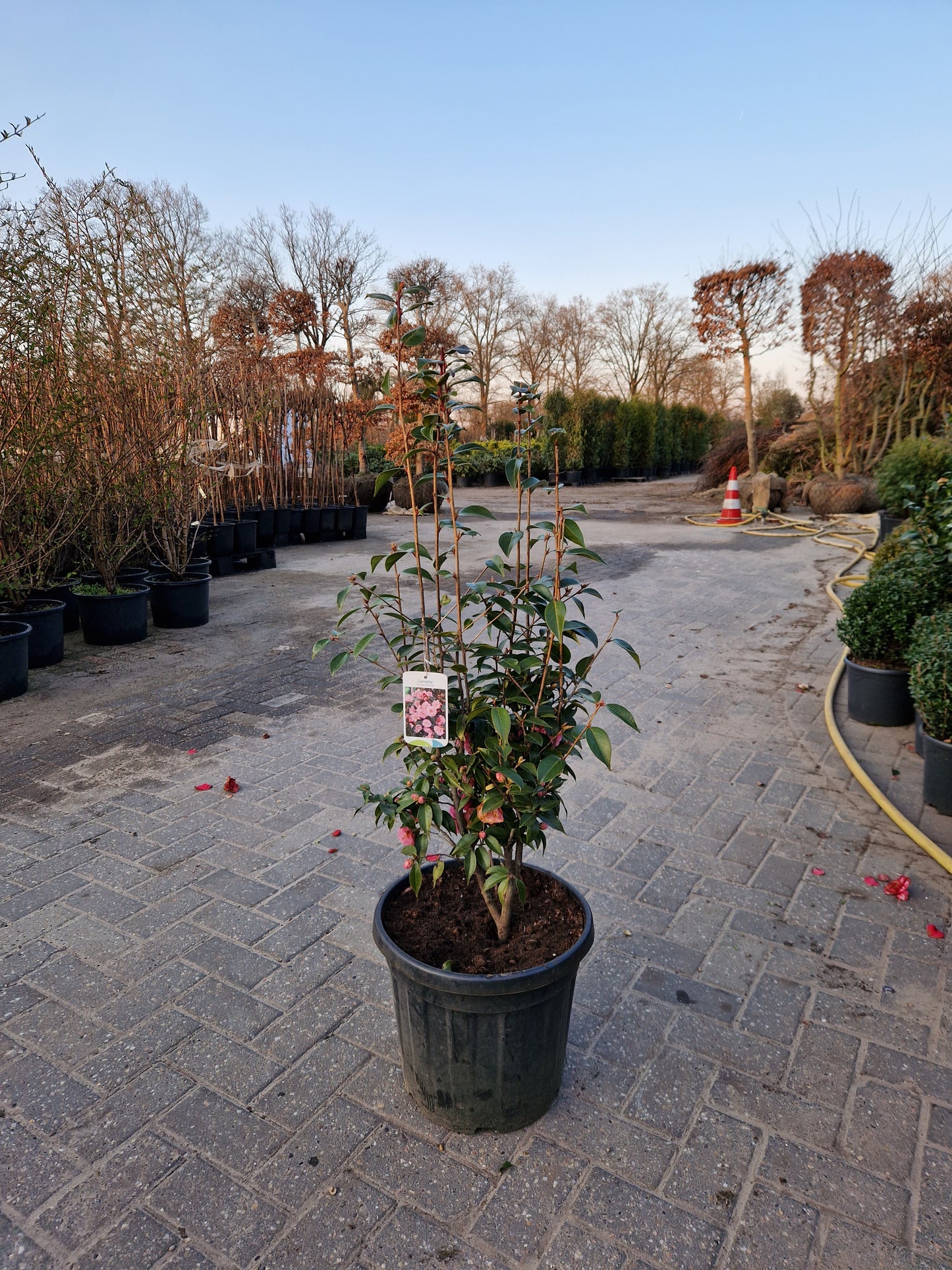 Camellia japonica Spring Festival 60cm