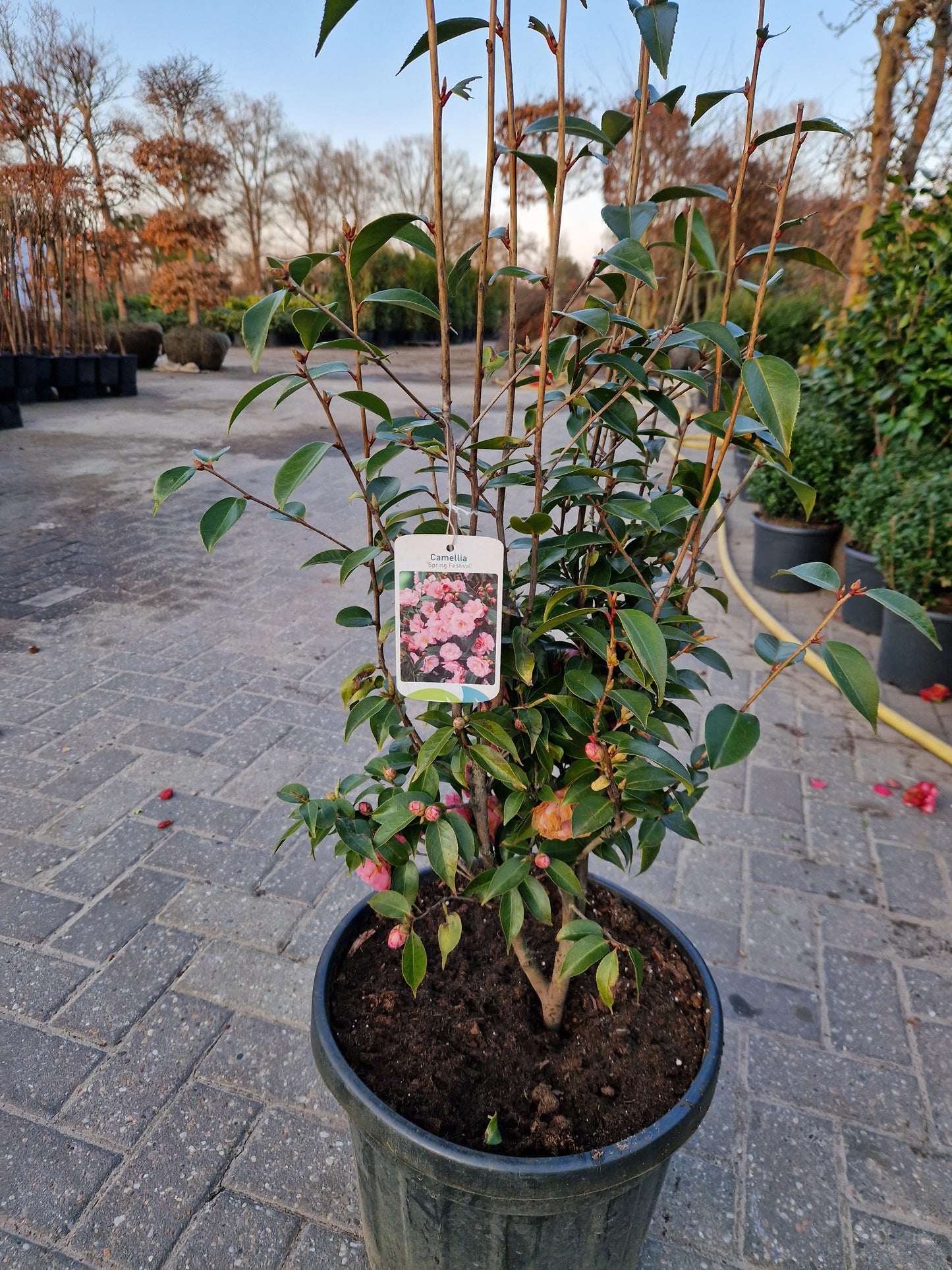 Camellia japonica Spring Festival 60cm