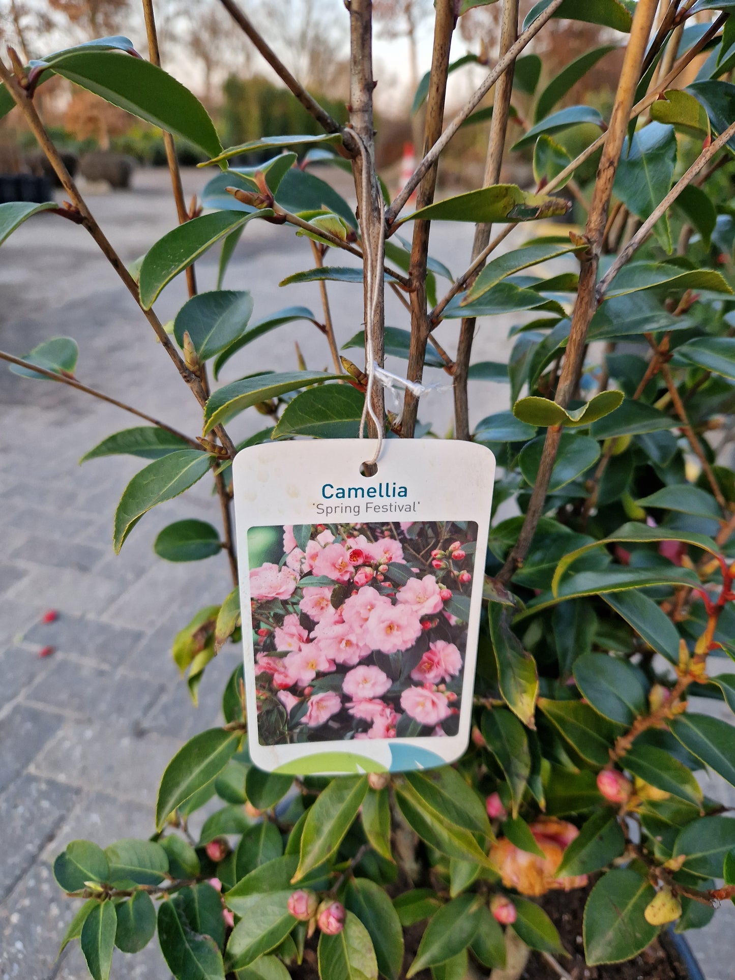 Camellia japonica Spring Festival 60cm