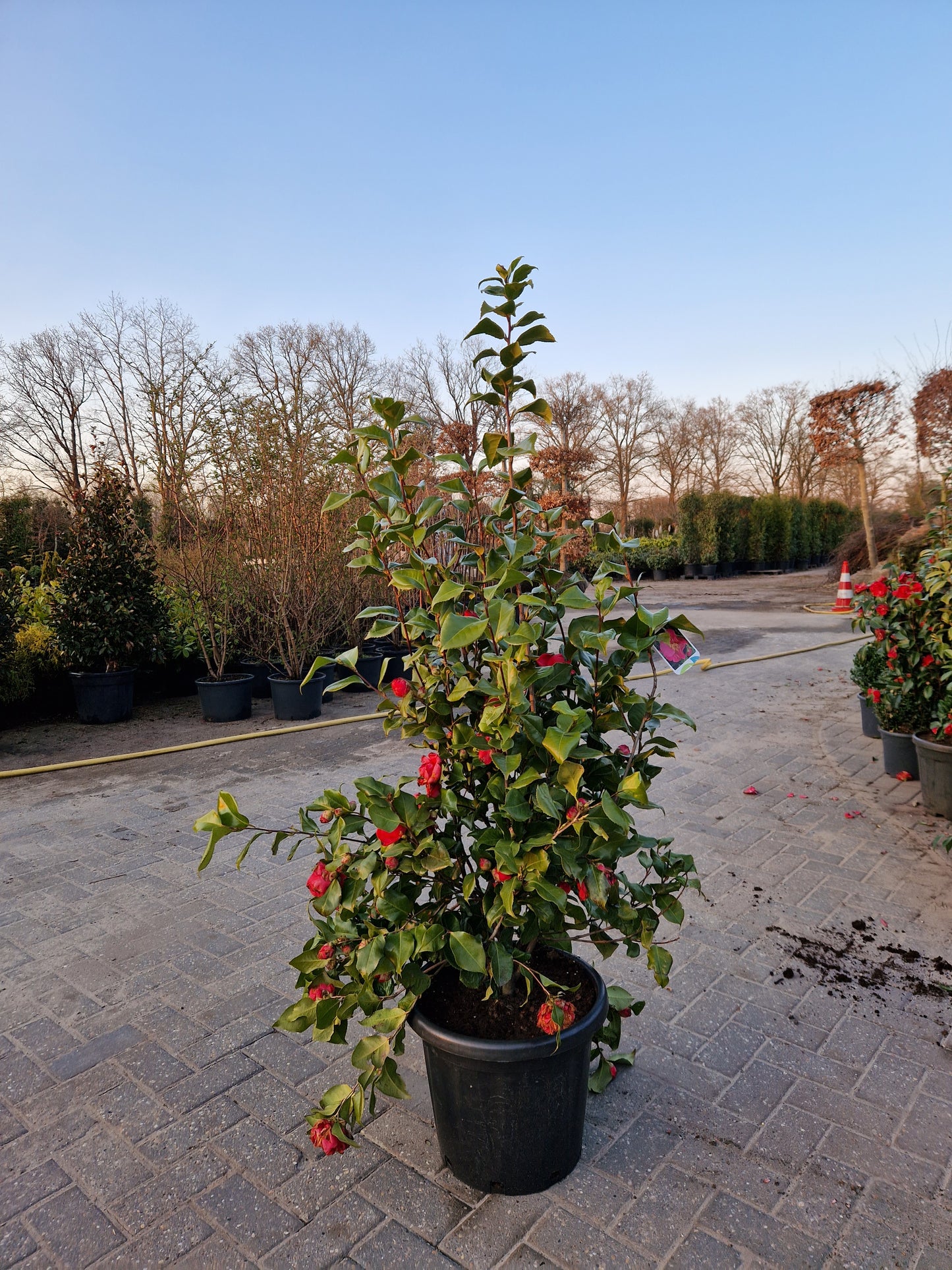 Camellia japonica Dr King XXL 120-140cm
