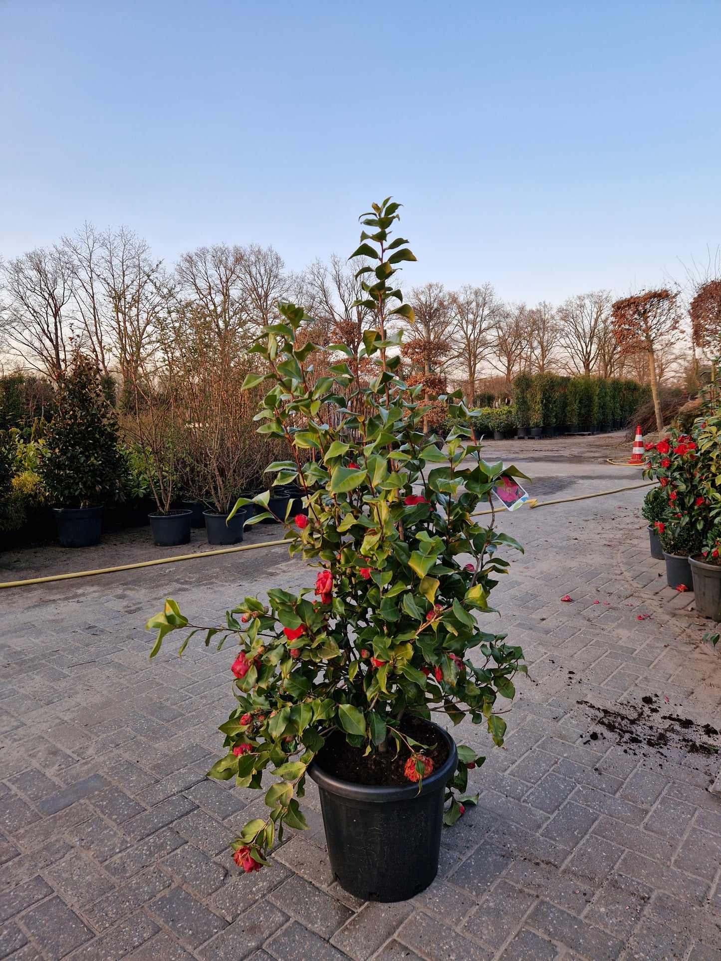 Camellia japonica Dr King XXL 120-140cm