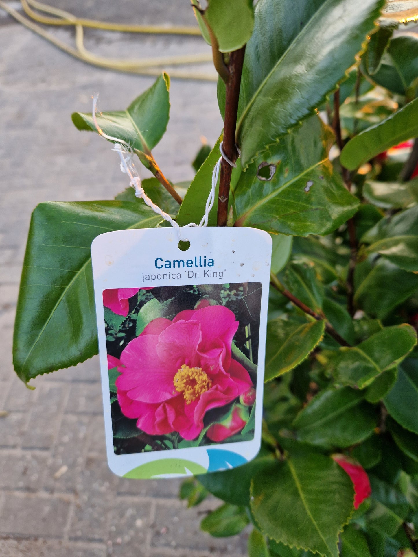 Camellia japonica Dr King rood 100-120cm
