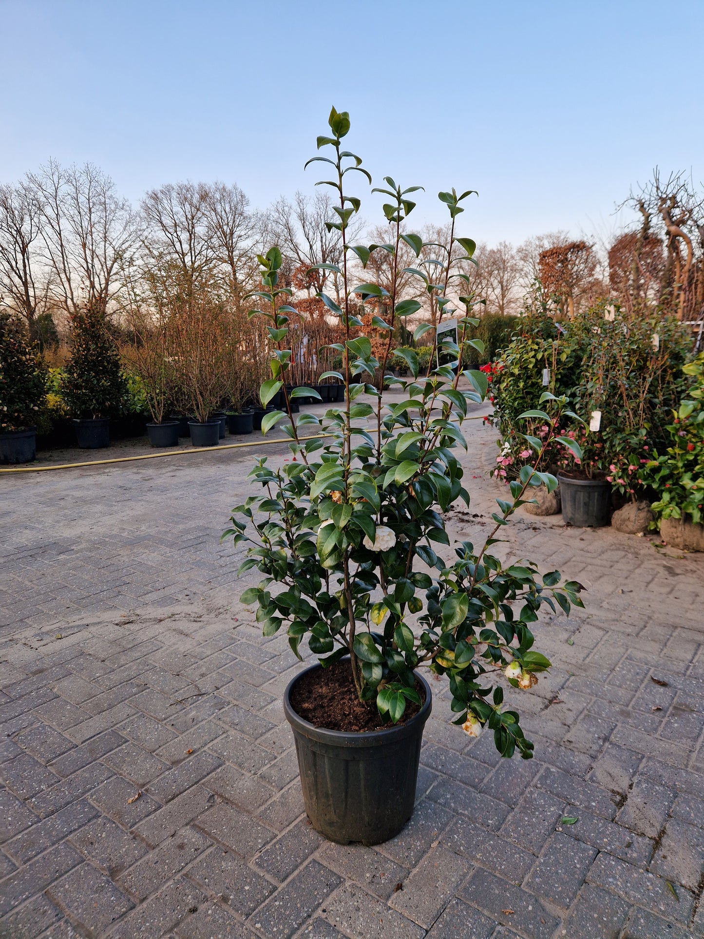 Camellia japonica Powder Puff 80cm Wit