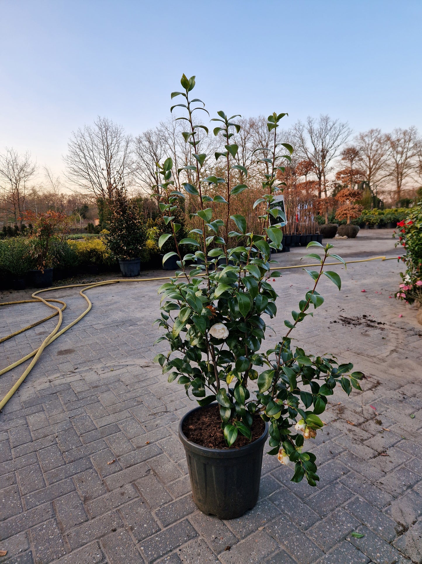 Camellia japonica Powder Puff 80cm Wit